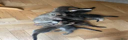 Mixed Breed cats for sale: Tabby long haired pretty kitten in Gloucester - Advert 2
