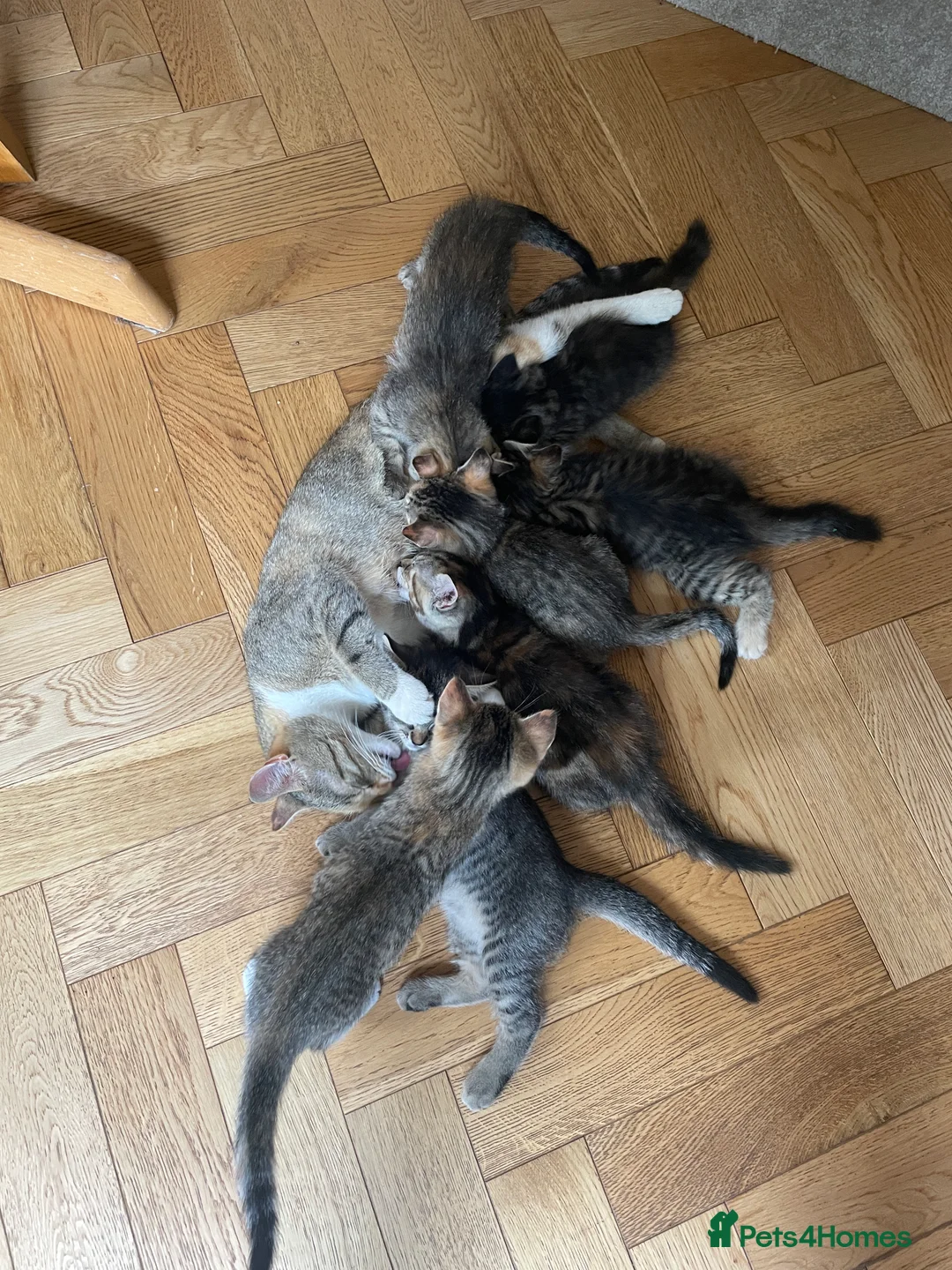 Mixed Breed cats for sale: Tabby long haired pretty kitten in Gloucester - Advert 2