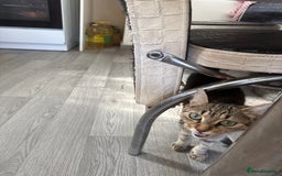 Mixed Breed cats for sale: Kittens for sale - Image 1