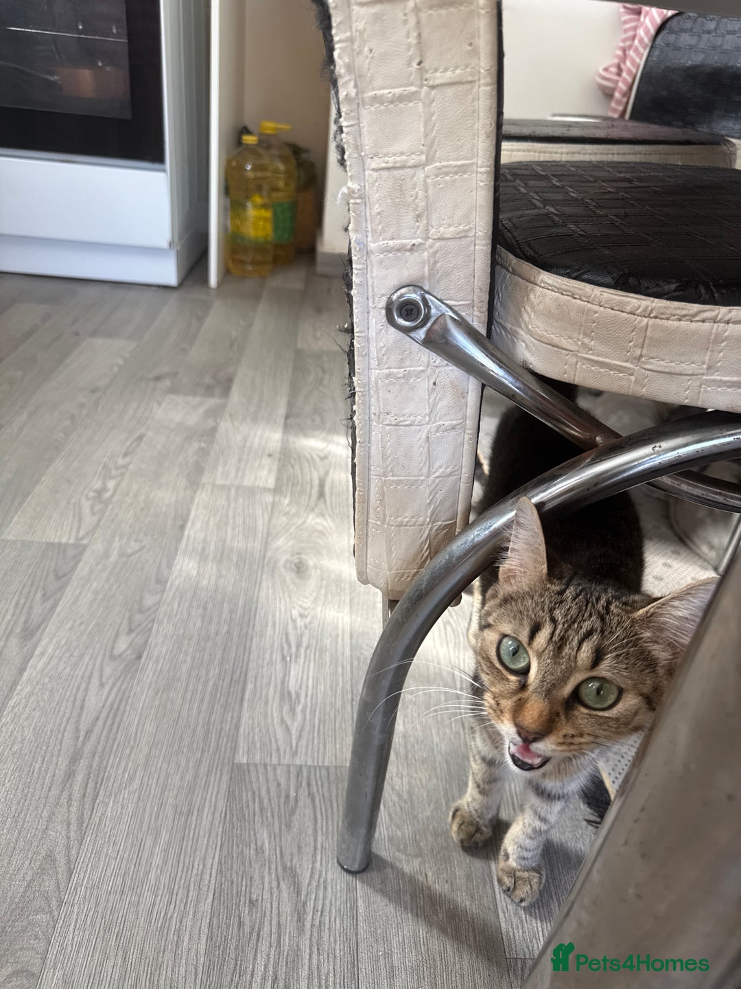 Mixed Breed cats for sale: Kittens for sale - Image 1