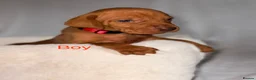 Hungarian Vizsla dogs for sale: Hungarian Vizsla Puppies  - Advert 13
