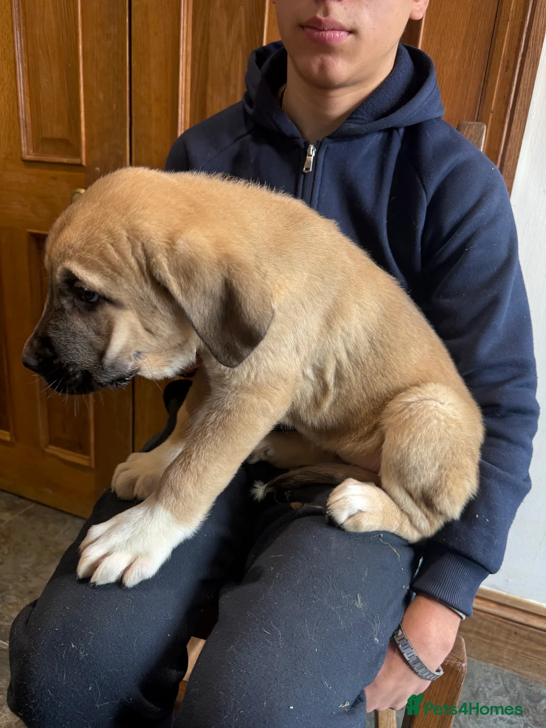 Mastiff dogs for sale: Registered Spanish mastiff puppies  - Advert 19