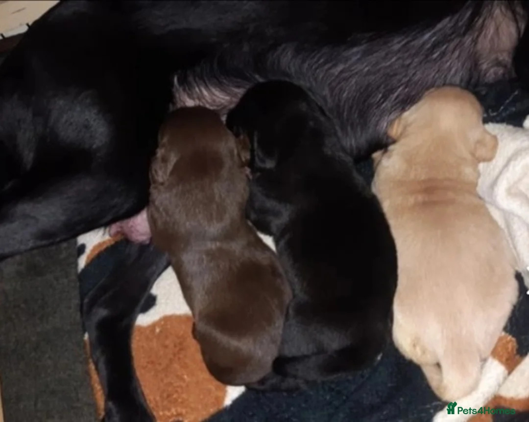 Labrador Retriever dogs for stud: 2x KC health tested labrador studs in Chesterfield - Advert 9