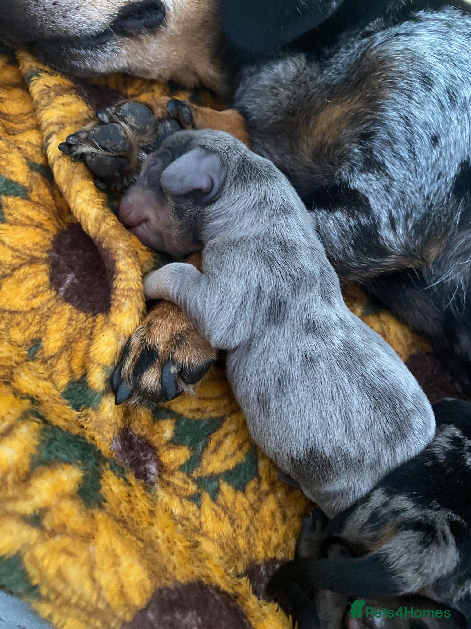 Dachshund dogs Tri silver dapple dachshunds ❤️ - Advert 3