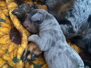 Dachshund dogs Tri silver dapple dachshunds ❤️ - Advert 3