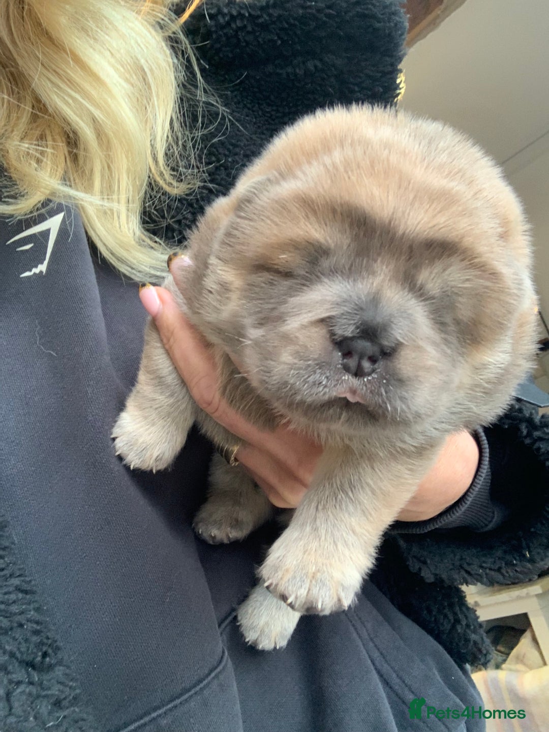 Chow Chow dogs for sale: Stunning male kc chow chow  - Advert 9