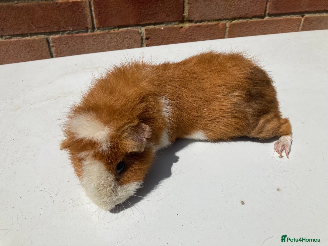 Guinea Pig rodents for sale: Teddy boys  - Image 3