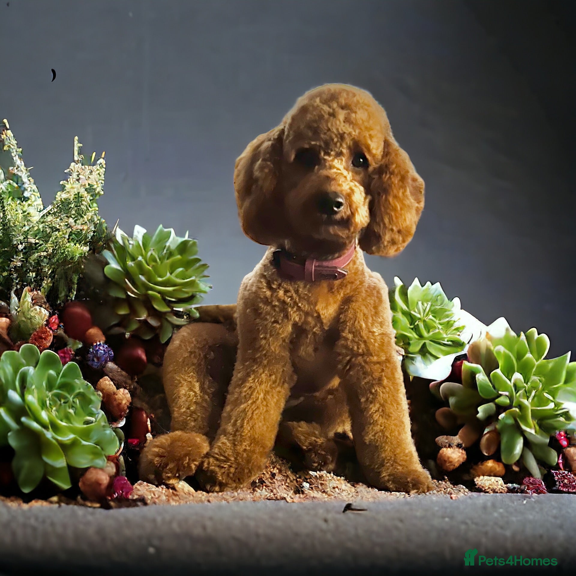 Cockapoo dogs Beautiful mid sized F1b Cockapoos - Advert 1