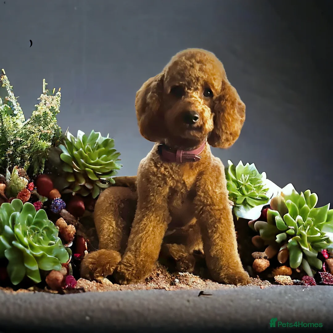 Cockapoo dogs for sale: Beautiful mid sized F1b Cockapoos in Wrexham - Advert 1
