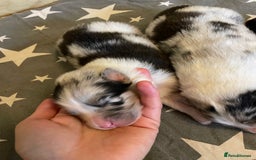 Australian Shepherd dogs for sale: Australian Shepherd puppies - Image 5