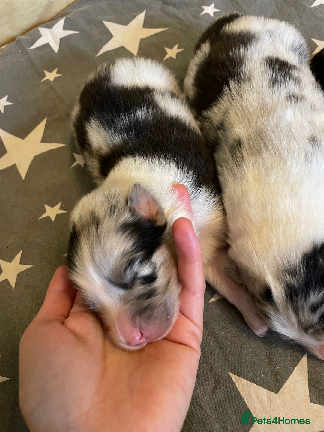 Australian Shepherd dogs for sale: Australian Shepherd puppies - Image 5