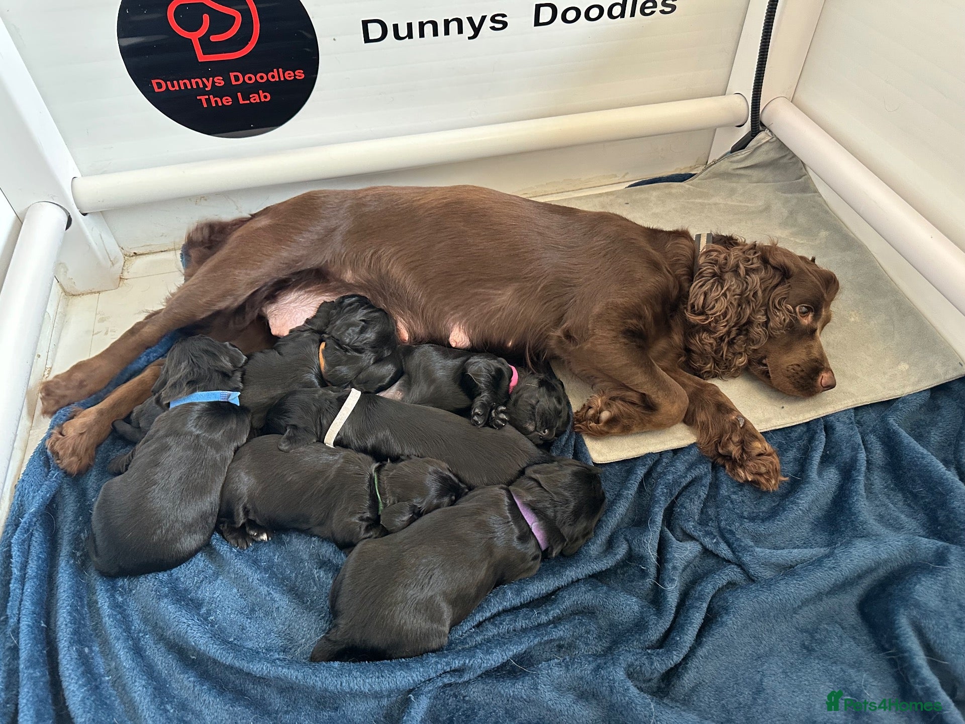 Cocker Spaniel dogs Stunning KC Cocker Spaniel Puppies - Advert 1