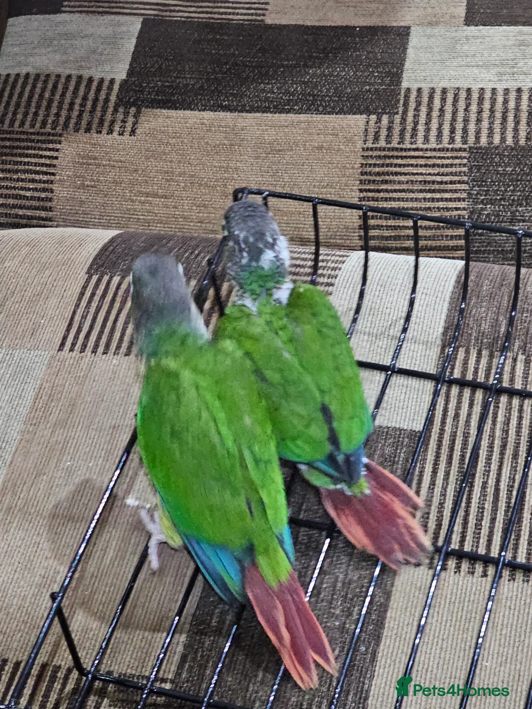 Conures birds for sale: Green cheek conuere in Birmingham - Advert 3