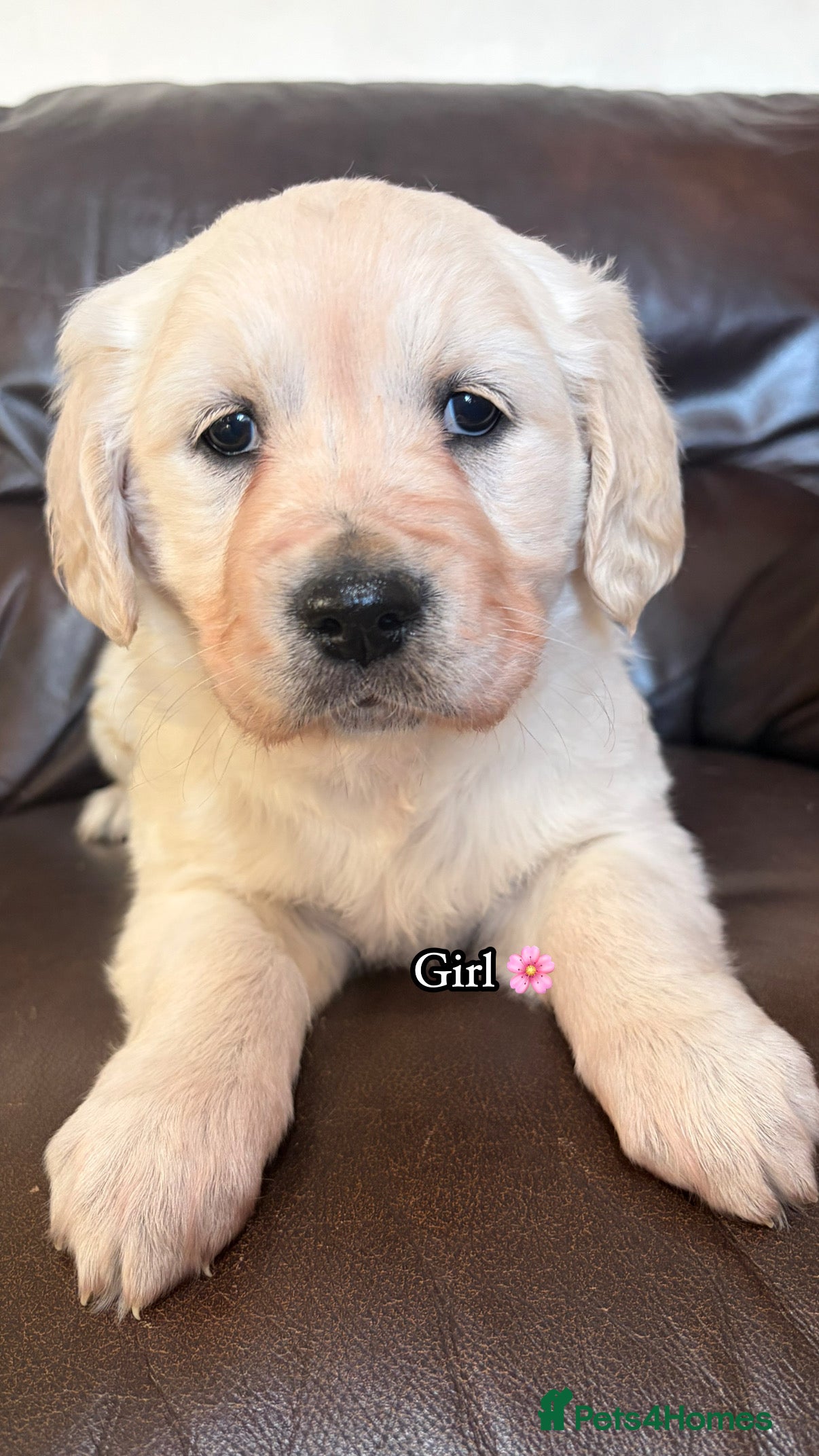 Golden Retriever dogs 🌸 One gorgeous girl 🌸 - Advert 8