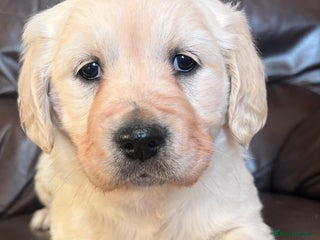 Golden Retriever dogs 🌸 One gorgeous girl 🌸 - Advert 8