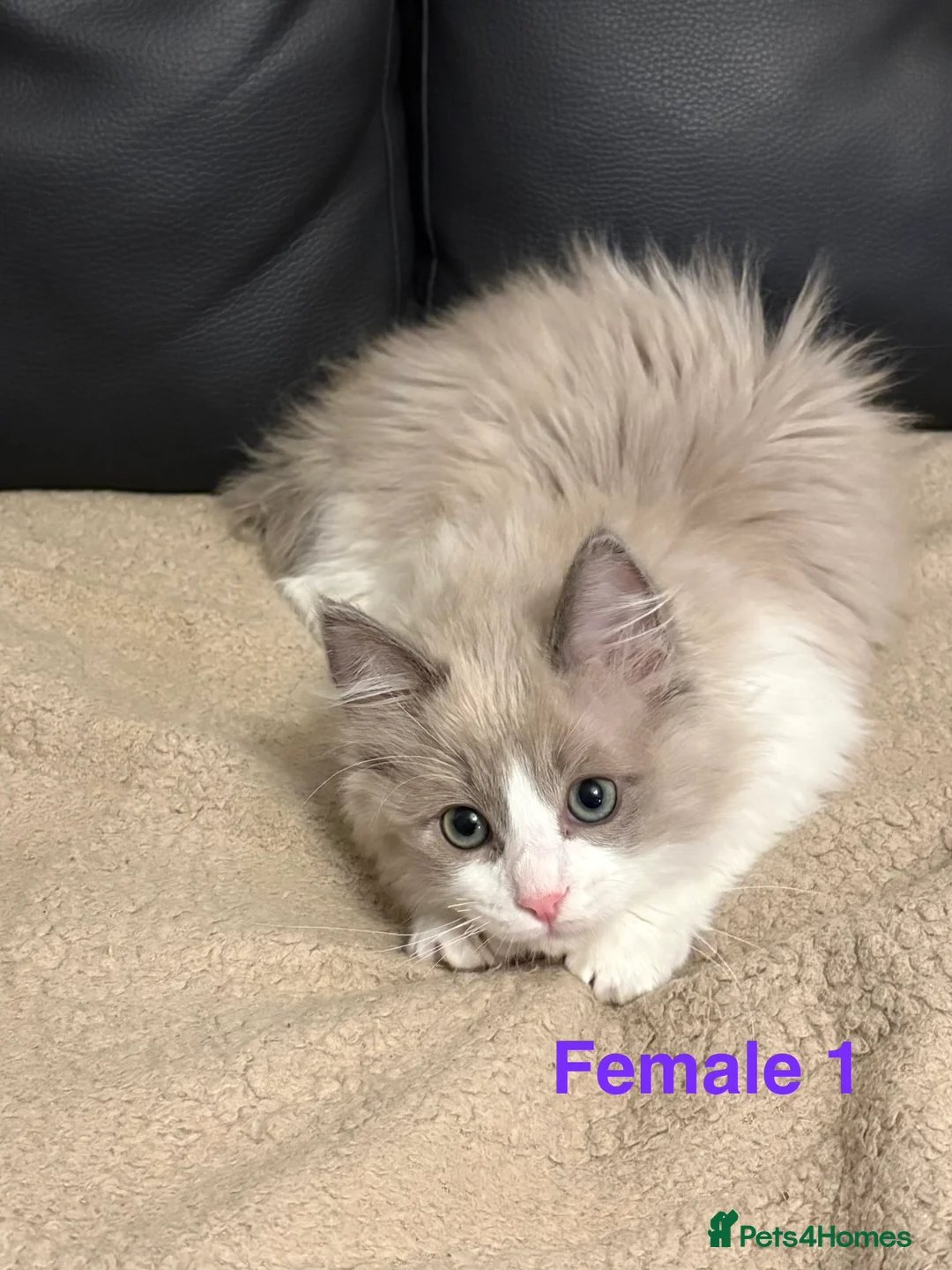 Ragdoll cats for sale: Six Ragdoll Kittens For Sale  - Advert 16