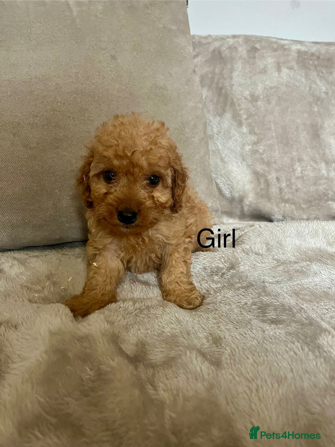 Cockapoo dogs for sale: Stunning F1B cockapoo’s READY TO GO NOW!!! - Image 5