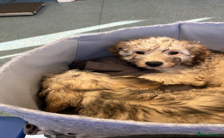 Cockapoo dogs - Advert 2