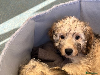 Cockapoo dogs - Advert 2