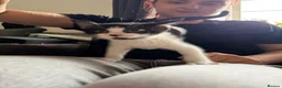 Mixed Breed cats for sale: 3 female kittens  - Advert 4