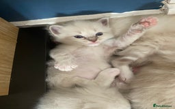 Ragdoll cats for sale: 6 ragdoll kittens  - Image 8