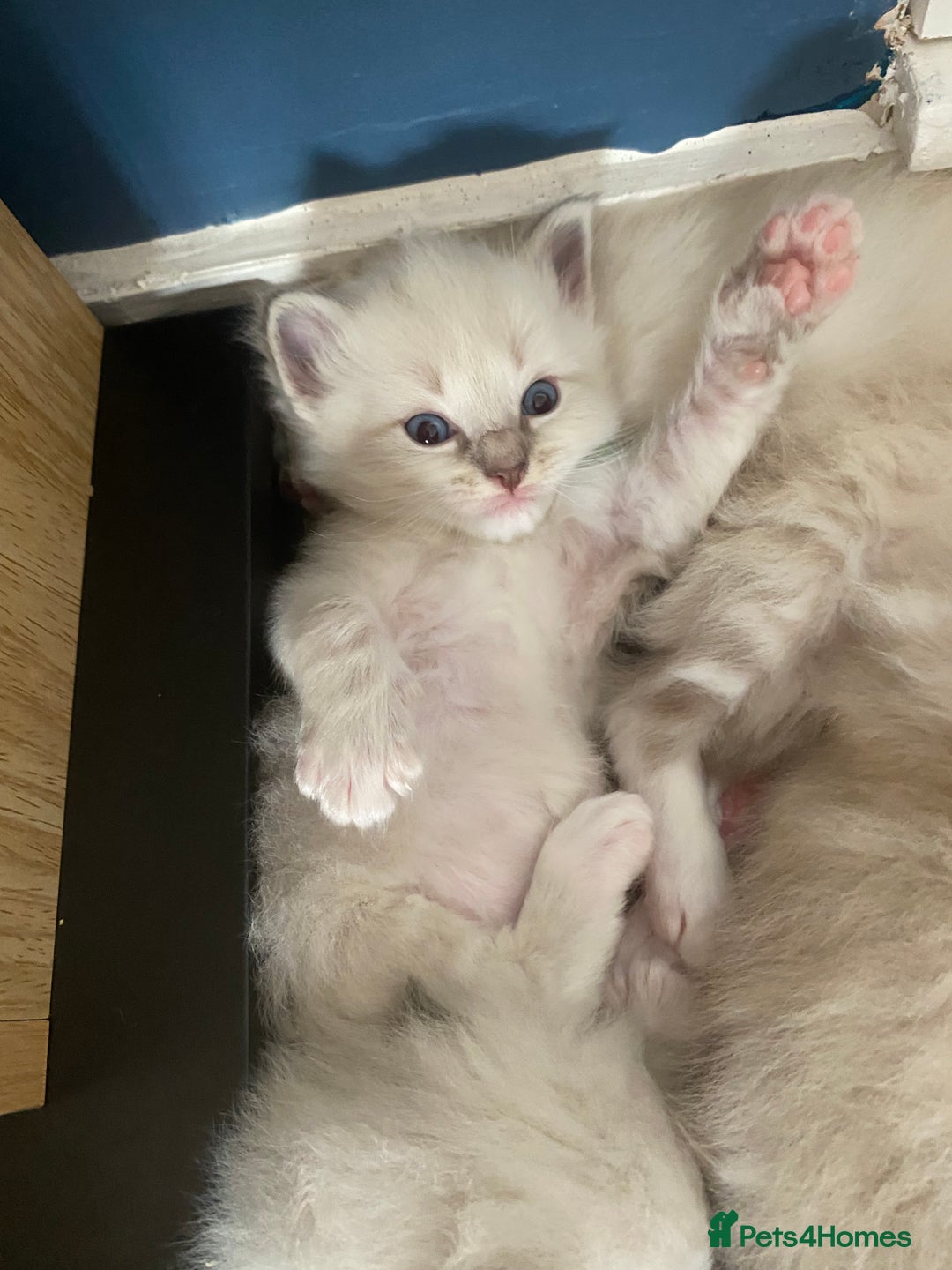 Ragdoll cats for sale: 6 ragdoll kittens  - Image 8