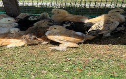 Chickens poultry for sale: 6 week old chicks for sale  - Image 1