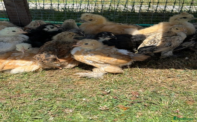 Chickens poultry - Advert 11