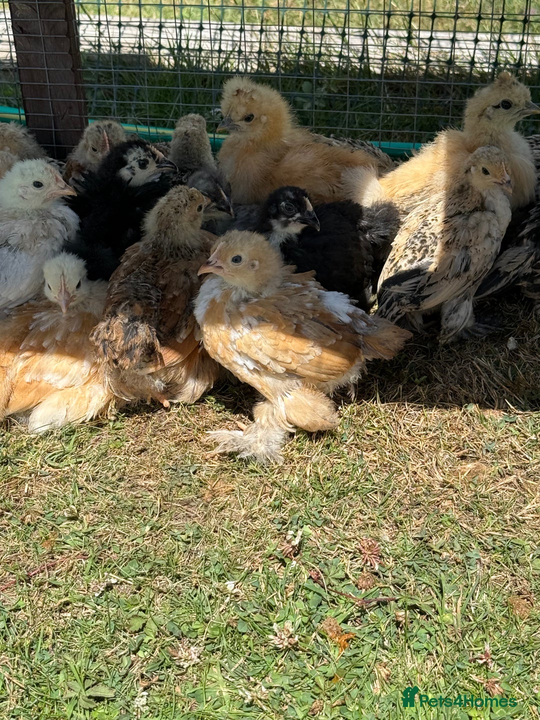 Chickens poultry for sale: 6 week old chicks for sale  - Image 1