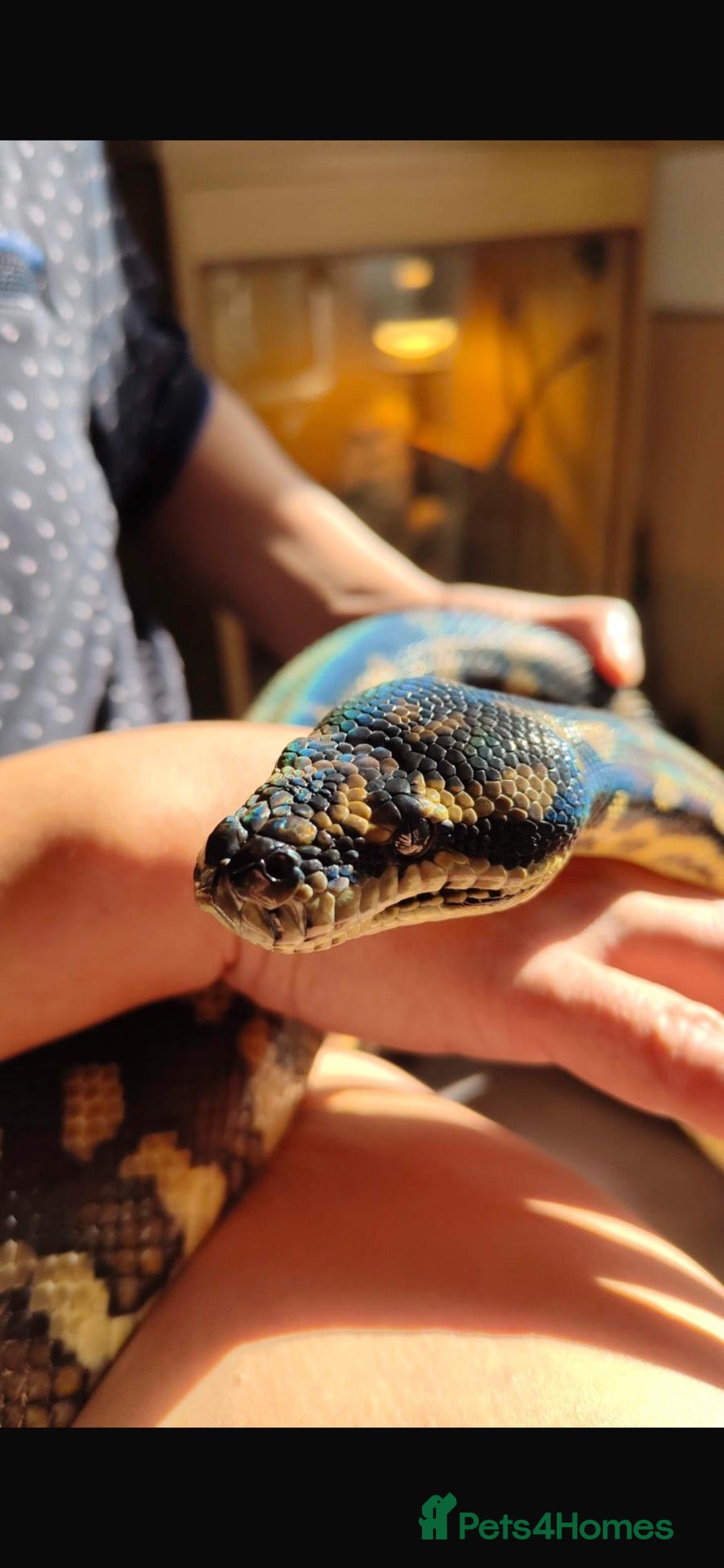 Python Snake reptiles for sale: jungle carpet python female  - Advert 4