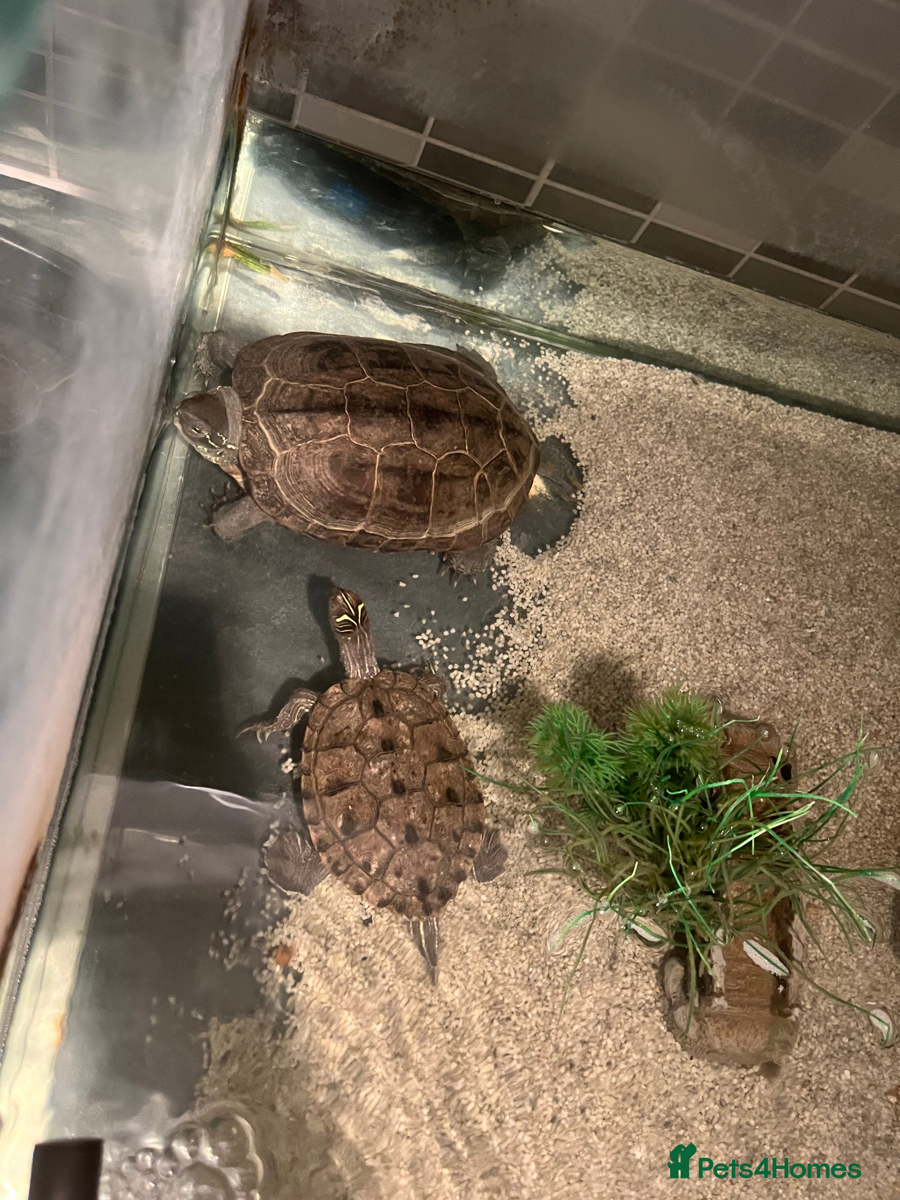 Turtle reptiles 2 turtles for rehoming - Advert 5