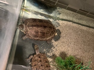Turtle reptiles - Advert 3