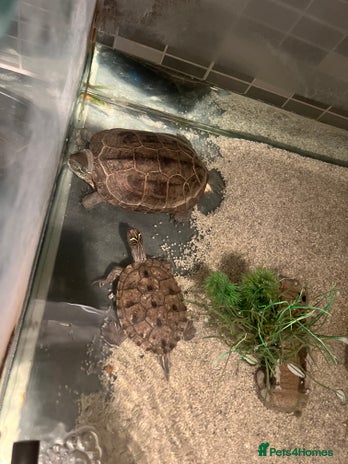 Turtle reptiles - Advert 2