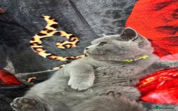 British Shorthair cats for sale: GCCF BSH Kittens pet homes only  - Image 30