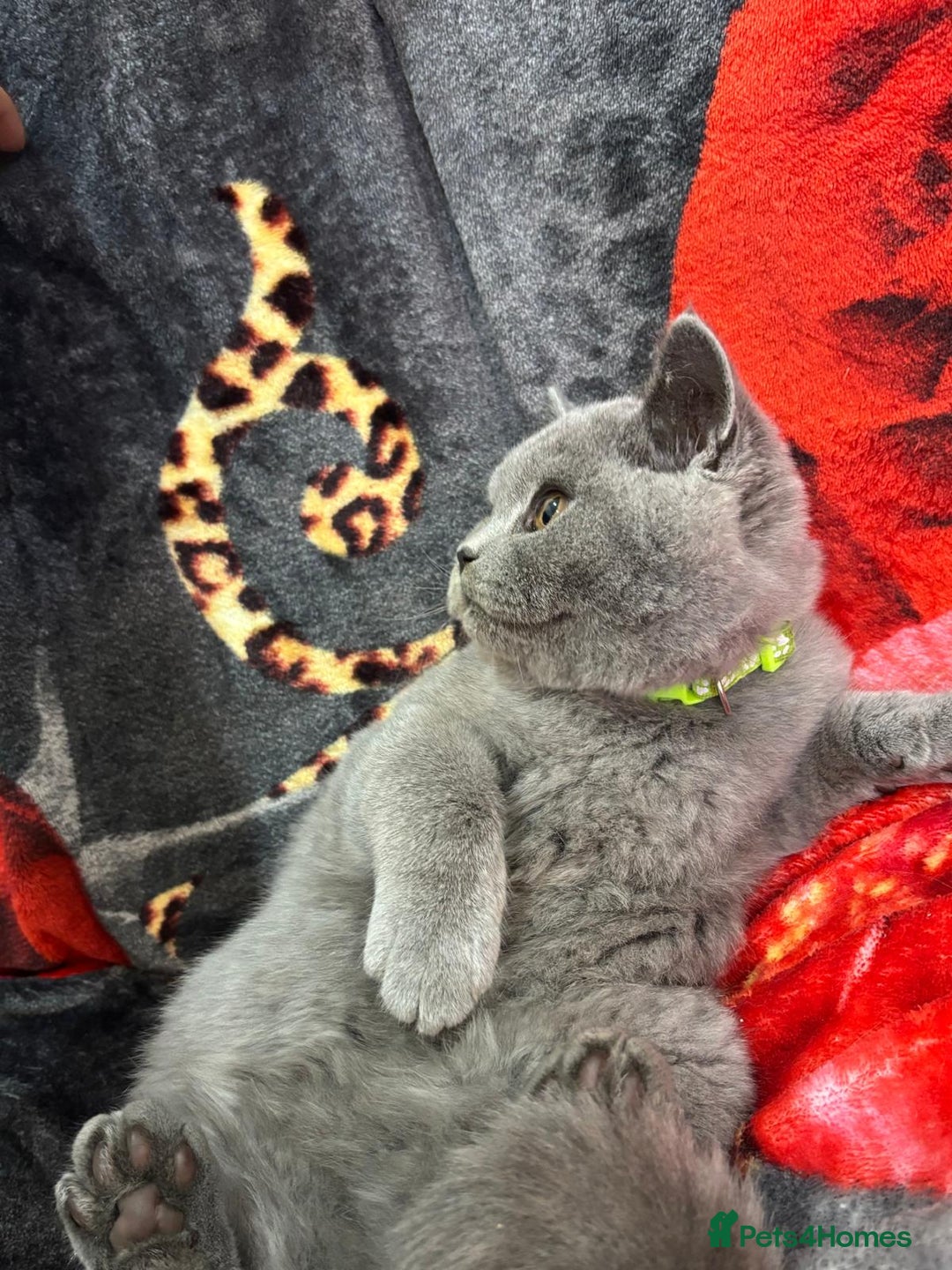 British Shorthair cats for sale: GCCF BSH Kittens pet homes only  - Image 30