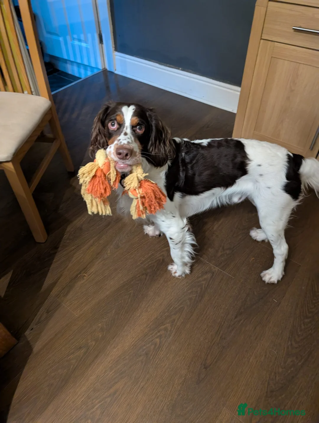 English Springer Spaniel dogs for adoption: 💙Tommy💙 2 yo Affectionate Lively Friendly boy in Gainsborough - Advert 1