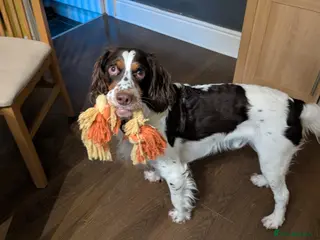 English Springer Spaniel dogs 💙Tommy💙 2 yo Affectionate Lively Friendly boy in Gainsborough - Advert 1