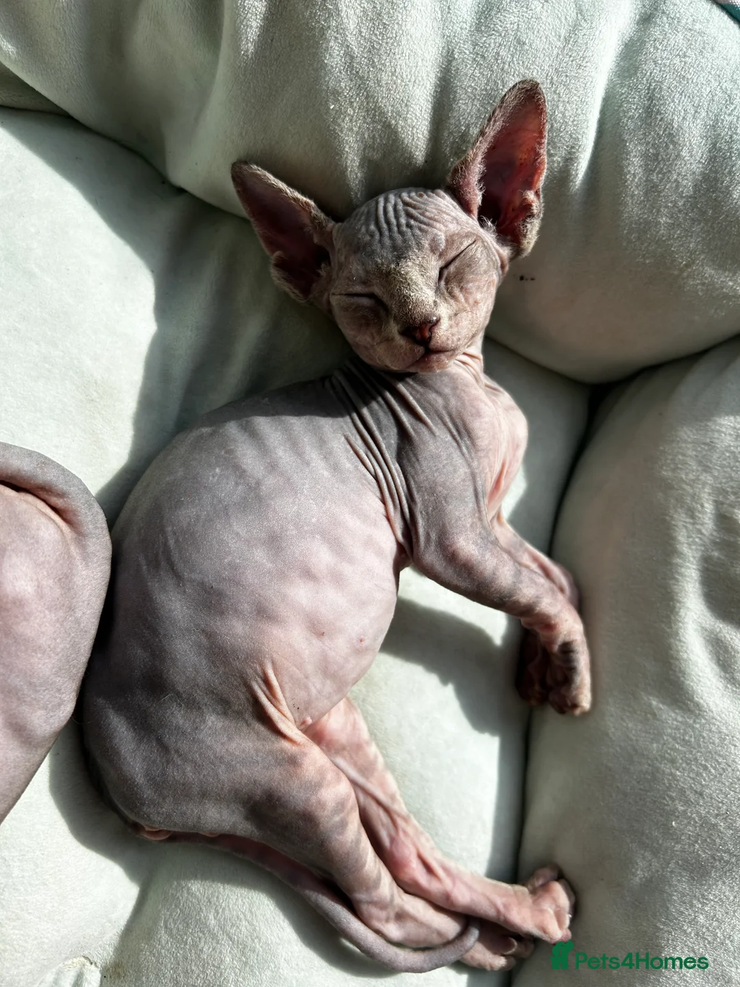 Sphynx cats for sale: Adorable Sphynx kittens in Harlow - Advert 2