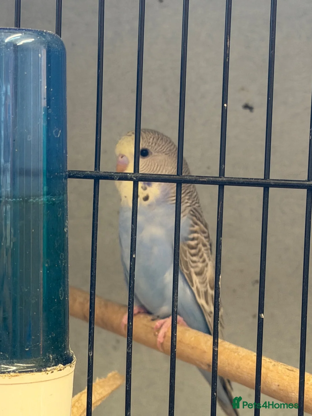 Budgerigars birds for sale: Baby budgies  - Advert 2