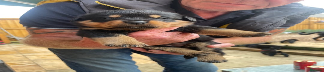 Rottweiler Puppy 6