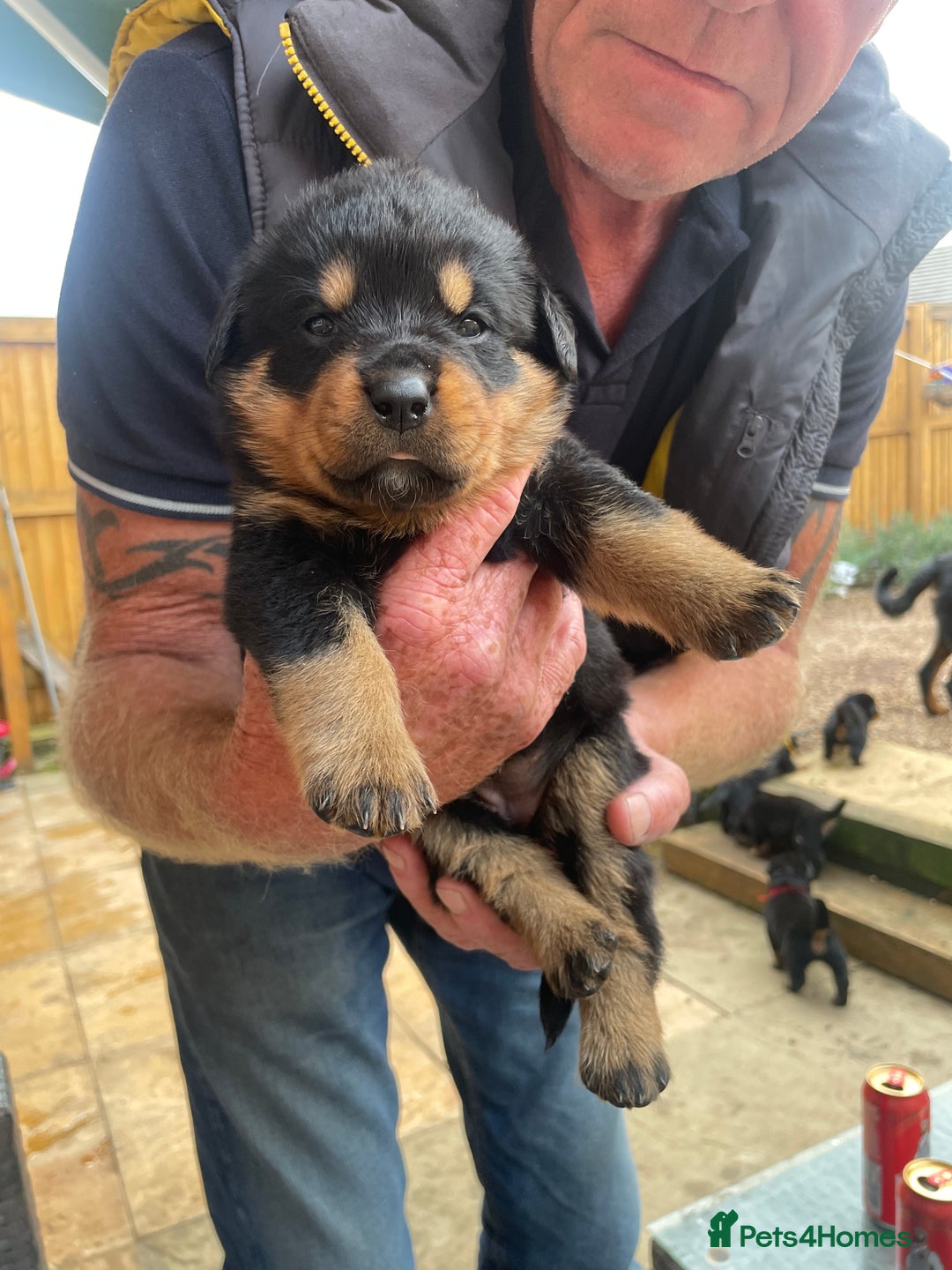 Rottweiler dogs for sale: Rottie pups - Image 14
