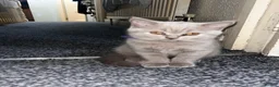 British Shorthair cats for sale: 6 little babies looking for a loving home - Advert 9