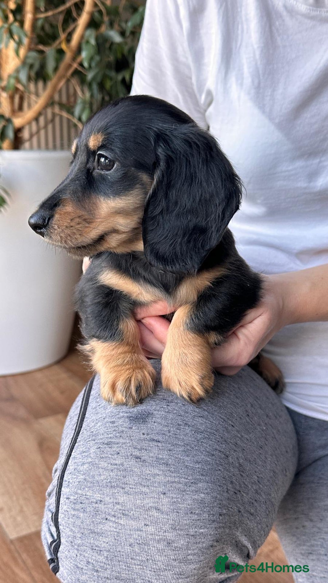 Miniature Dachshund dogs for sale: Miniature long haired female - Advert 4