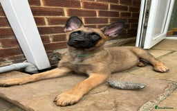 Mixed Breed dogs for sale: Czech shepherd x Belgium malinois - Image 26