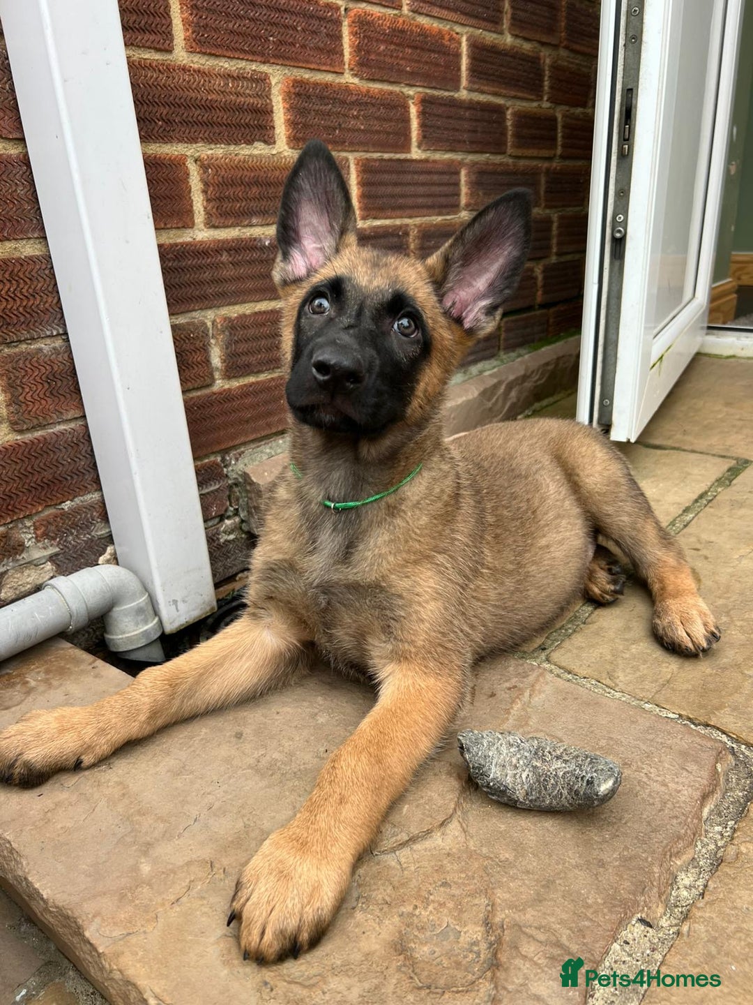 Mixed Breed dogs for sale: Czech shepherd x Belgium malinois - Image 26