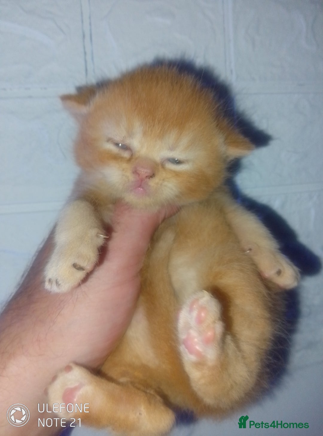 Exotic cats for sale:  Exotic British shorthair  - Image 5