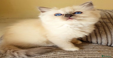 Ragdoll cats - Advert 7