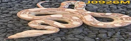 Boa Snake reptiles for sale: VPI Albino and VPI Aztecs plus other morphs - Advert 7