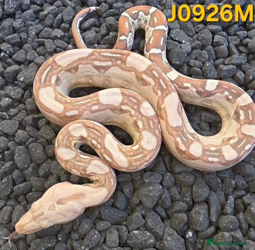 Boa Snake reptiles for sale: VPI Albino and VPI Aztecs plus other morphs - Advert 7