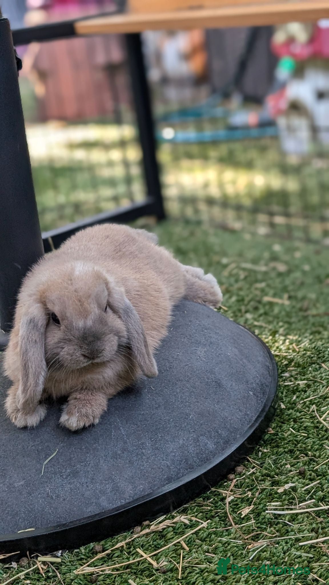 Mini Lop rabbits Mini lops 1 left - Advert 1